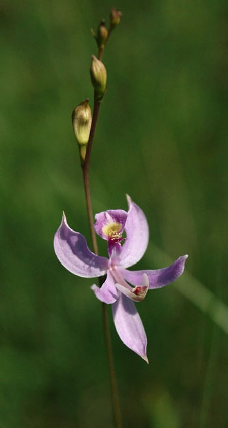 Calopogon pallidus