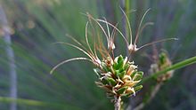 Calytrix flavescens benih kepala (7159678139).jpg