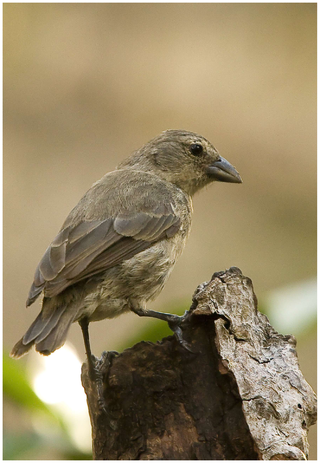 <span class="mw-page-title-main">Mangrove finch</span> Species of bird