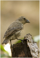 July 30: A mangrove finch, the rarest of Darwin's finches.
