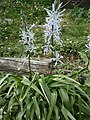 Camassia cusickii