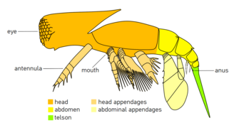 Diagrammatic reconstruction of Cambropachycope clarksoni