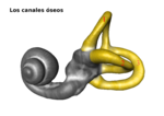 Miniatura para Conductos semicirculares