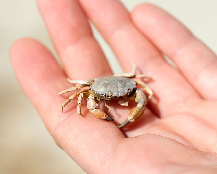 File:Cancer irroratus (Atlantic Rock Crab) (27460651671).jpg