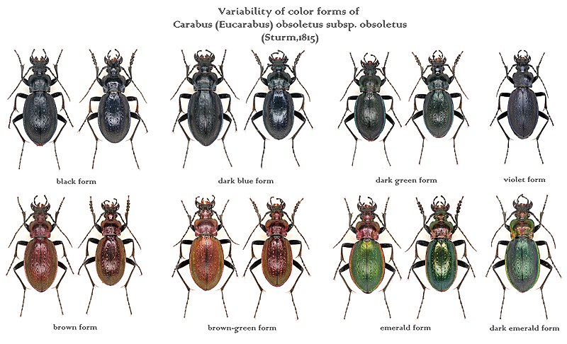 File:Carabus (Eucarabus) obsoletus subsp. obsoletus (Sturm, 1815) color forms.jpg