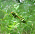 Carex bushii.jpg