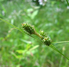 Description de l'image Carex bushii.jpg.