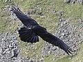 Carrion crow in flight.jpg