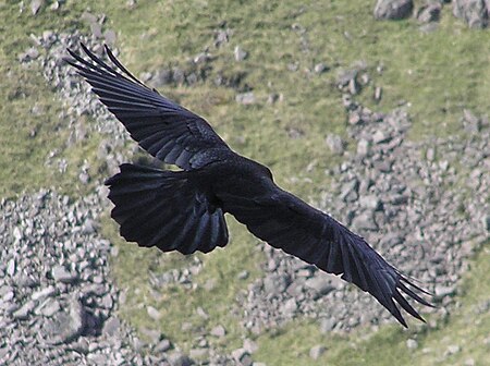 ไฟล์:Carrion_crow_in_flight.jpg