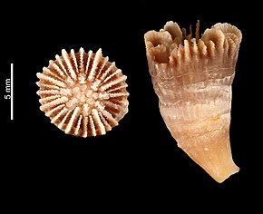 Descrizione dell'immagine Caryophyllia octonaria (MNHN-IK-2009-1671) .jpeg.