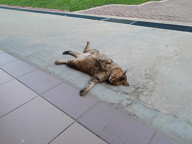 File:Cat lying down 1.jpg