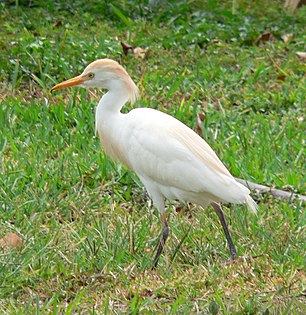 Héron garde-bœufs (Bubulcus ibis)