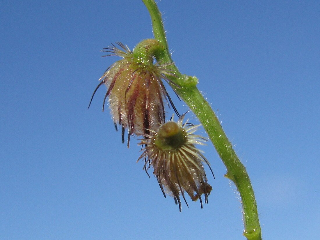 Cenchrus caliculatus