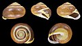 * Nomination Shell of a White-lipped snail, Cepaea hortensis --Llez 07:12, 17 December 2021 (UTC) * Promotion  Support Good quality. --Tagooty 08:39, 17 December 2021 (UTC)