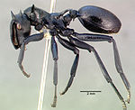 Cephalotes atratus casent0010675 profiel 1.jpg