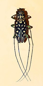 Thumbnail for Stellognatha maculata