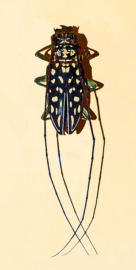 Stellognatha maculata