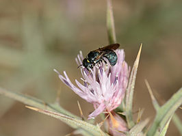 Ceratina nigroaenea