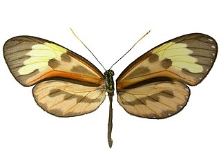 <i>Ceratinia</i> Genus of brush-footed butterflies