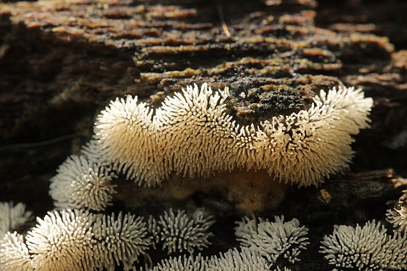 File:Ceratiomyxa fruticulosa 2019 08 04 07.jpg