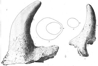 <i>Eoceratops</i> genus of reptiles (fossil)