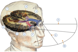 Sistema cerebral.png