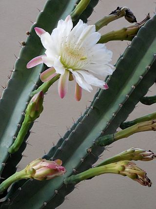 <i>Cereus hildmannianus</i> Species of cactus