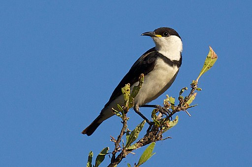 Certhionyx pectoralis - Banded Honeyeater