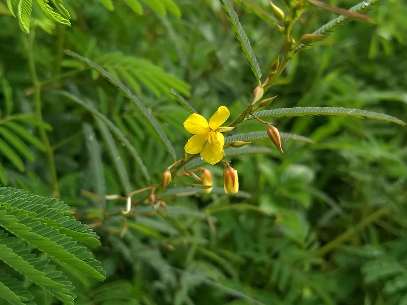 File:Chamaecrista mimosoides, Feather-leaved Cassia 3.jpg