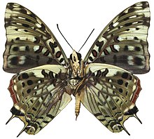 Charaxes etesipe verso.jpg