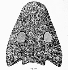 The skull roof in Cheliderpeton, a temnospondyl amphibian Cheliderpeton skull2.jpg
