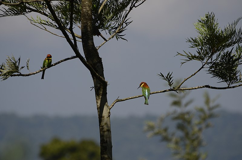 File:Chestnut-headed bee-eater from Valparai plateau JEG1713.JPG