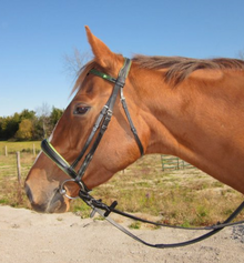 An English bridle with cavesson noseband Chestnut Horse With Loose Ring Snaffle Bit.png