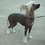Chinese crested dog, en nakenhund.