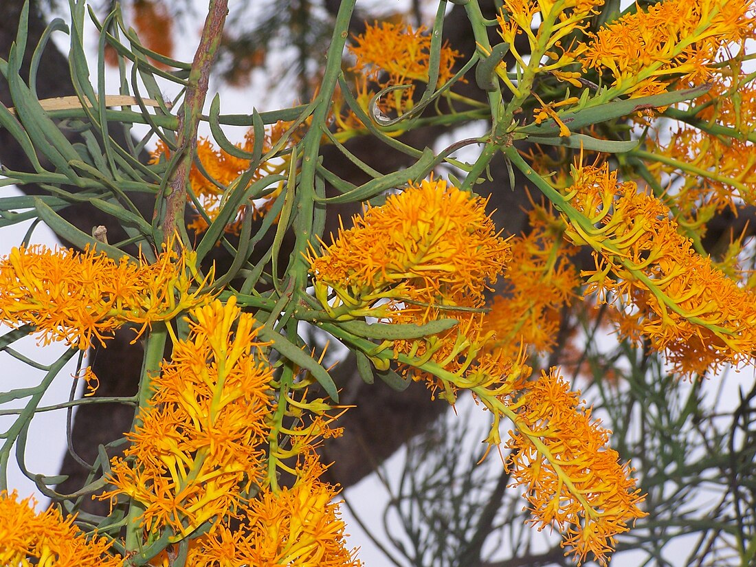 Nuytsia