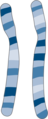 Chromosomes image - Karyotype