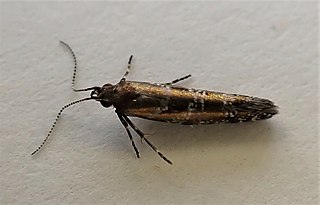 <i>Chrysorthenches drosochalca</i> Species of moth endemic to New Zealand