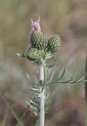 Cirsium pitcheri