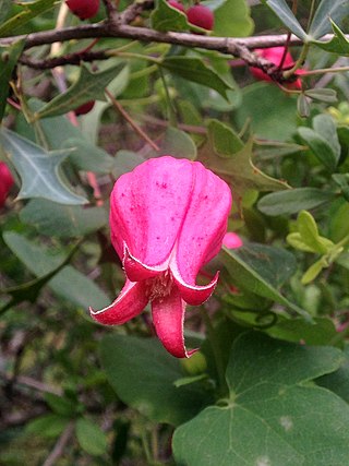 <i>Clematis texensis</i> Species of flowering plant in the buttercup family Ranunculaceae