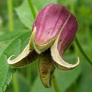 <i>Clematis viorna</i> Species of flowering plant in the buttercup family Ranunculaceae