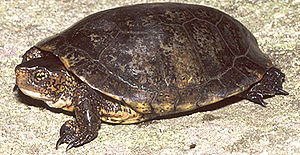 Pacific pond turtle