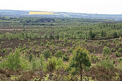 Cleygate Common - geograph.org.uk - 1327363.jpg