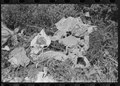 Clothes of white tenant farmer drying on the ground, McIntosh County, Oklahoma LCCN2017740156.tif