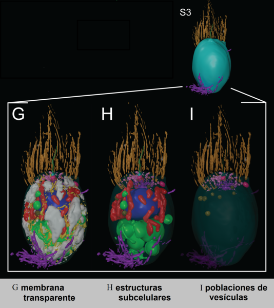 File:Coanoflagelado Estructura3D.png