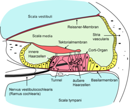 Membrana tectoria - Wikipedia