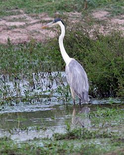 Cocoi Heron (Ardea cocoi) - Flickr - Lip Kee.jpg