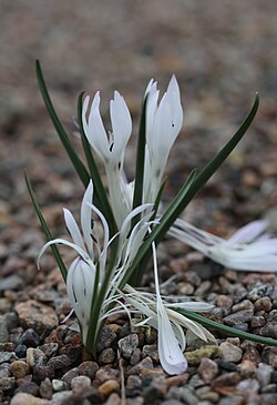 Colchicum atticum i Göteborgs botaniske have.