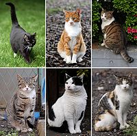 Collage of Six Cats-01.jpg