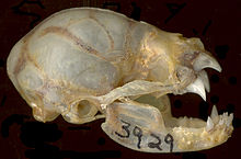 The image depicts the skull of the common vampire bat.