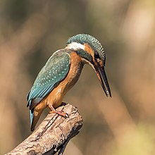 Petit oiseau sur une petite branche ; corps ocre, ailes et queue bleue ; sommet de tête du même bleu, une ligne bleue et blanche du cou à l'oeil ; un bec de la longueur de la tête ; petites pattes ocres.